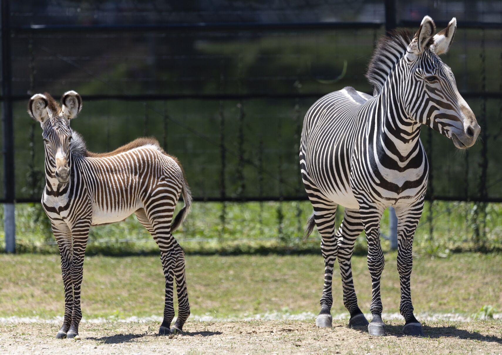 A look at the St. Louis Zoo WildCare Park in St. Louis County
